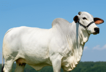 Vaca Nelore Donna FIV CIAV bate recorde mundial ao atingir R$ 54 milhões em leilão histórico