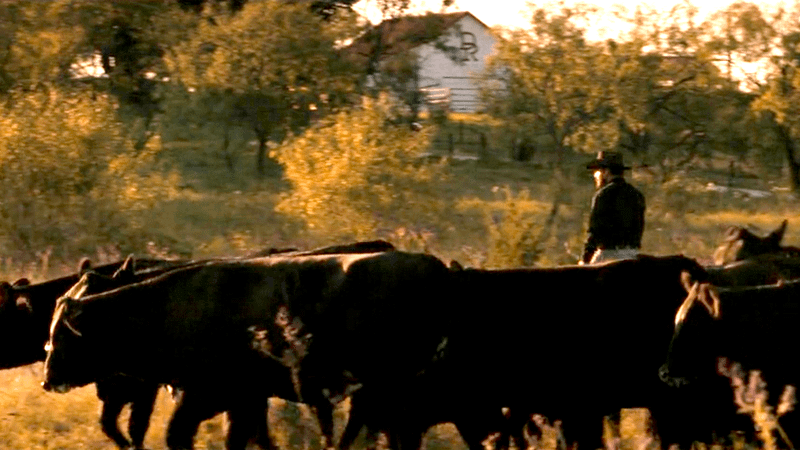 Gado do Dutton Ranch em cena de Yellowstone, relacionada ao episódio onde Rip mata o rebanho